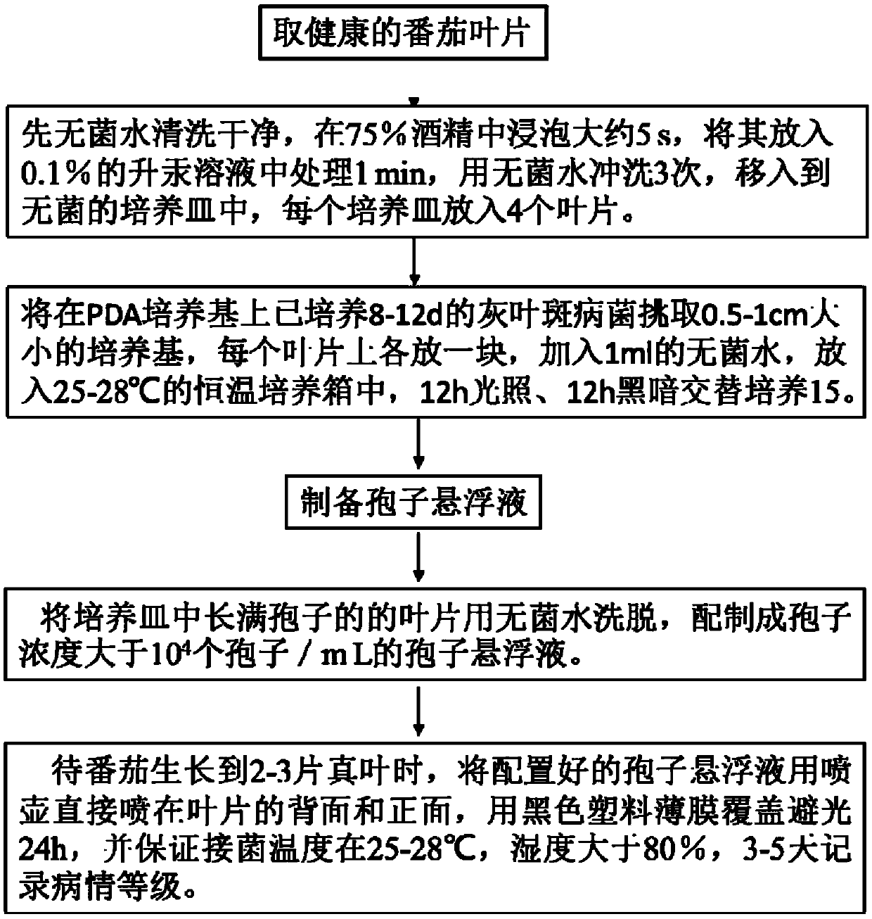 Method for stable germination of conidia of tomato gray leaf spot pathogens and for artificial inoculation identification in seedling stage