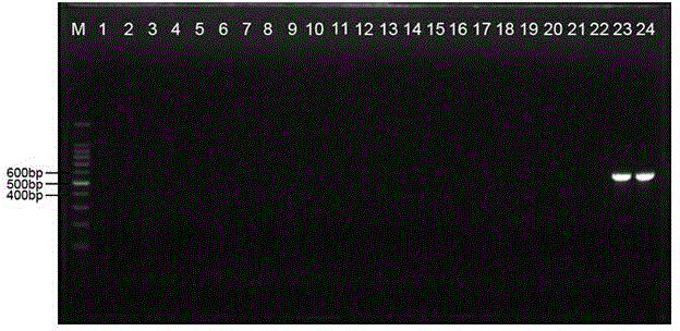 A method for pcr detection and identification of loose large snails