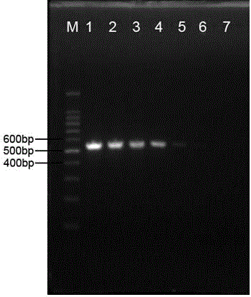 A method for pcr detection and identification of loose large snails