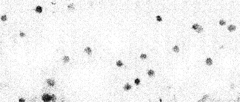 Plagiochin nanocrystal preparation and preparation method thereof