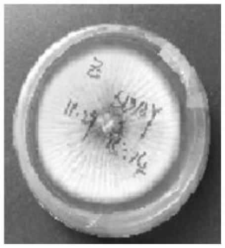 A strain of Aspergillus versicolor hy12