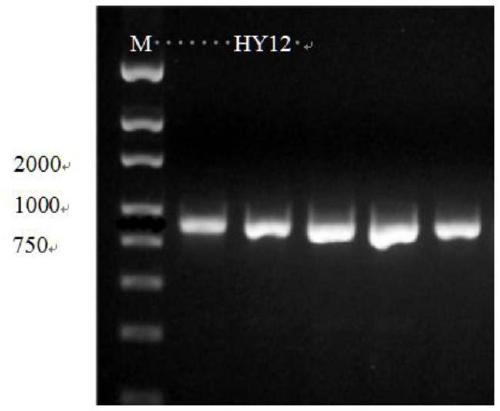 A strain of Aspergillus versicolor hy12