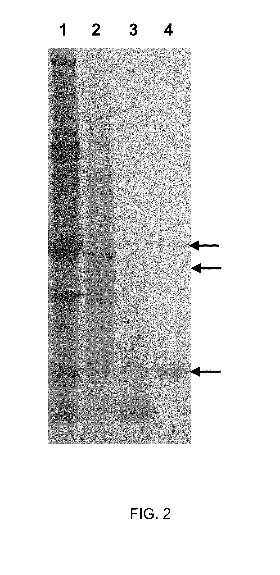 Compounds and methods for biofilm disruption and prevention