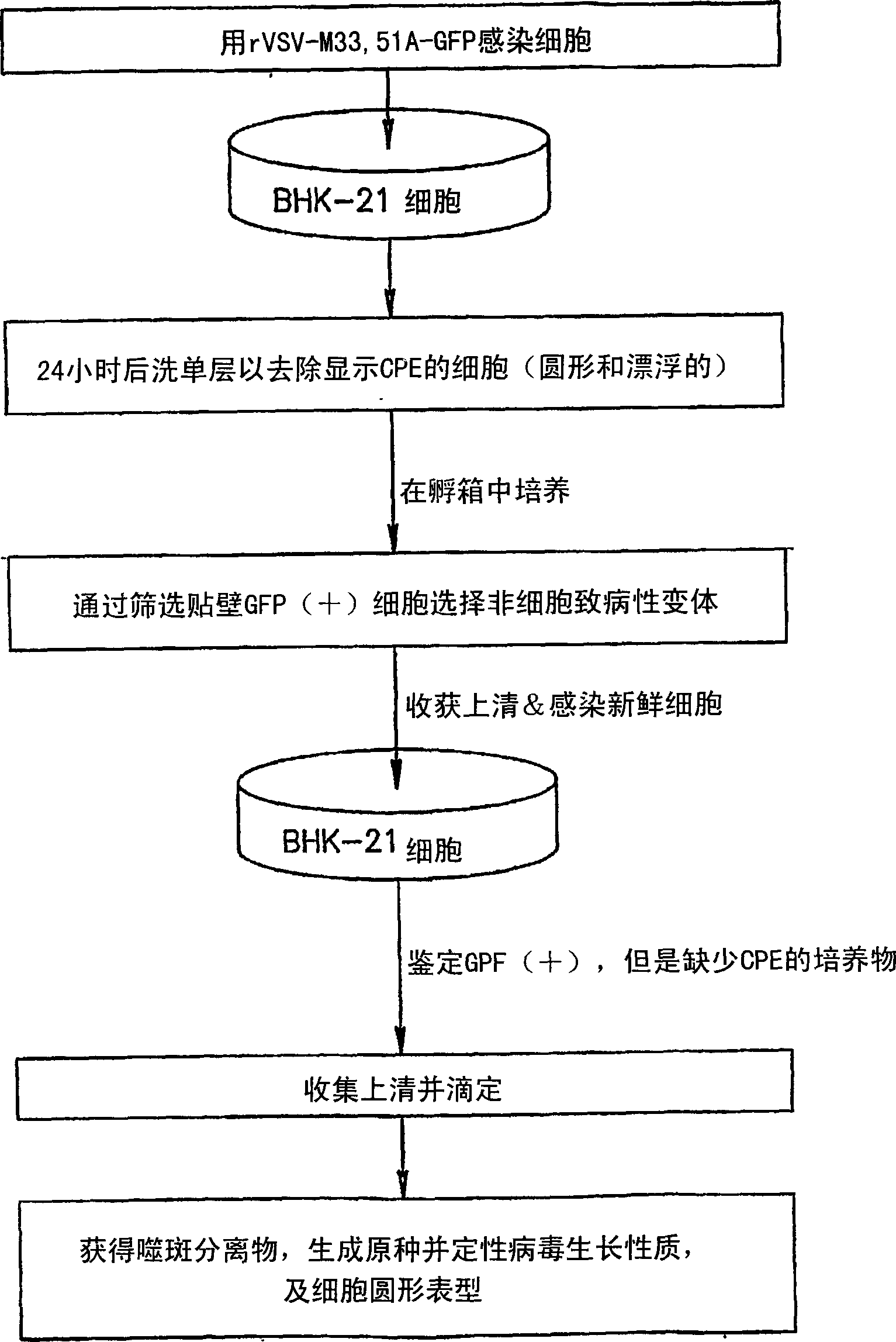 Recombinant mutants of rhabdovirus and methods of use thereof