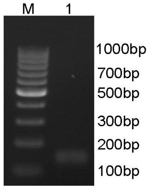 Antibacterial peptide as well as applications thereof to preparation of anti-infective drugs, antitumor drugs, immunopotentiators and feed additives