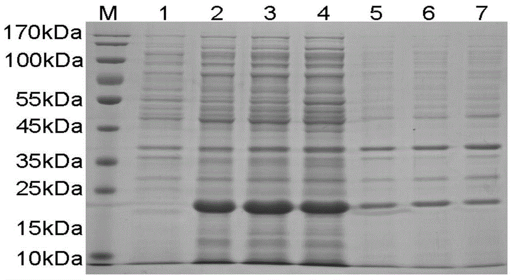 Antibacterial peptide as well as applications thereof to preparation of anti-infective drugs, antitumor drugs, immunopotentiators and feed additives