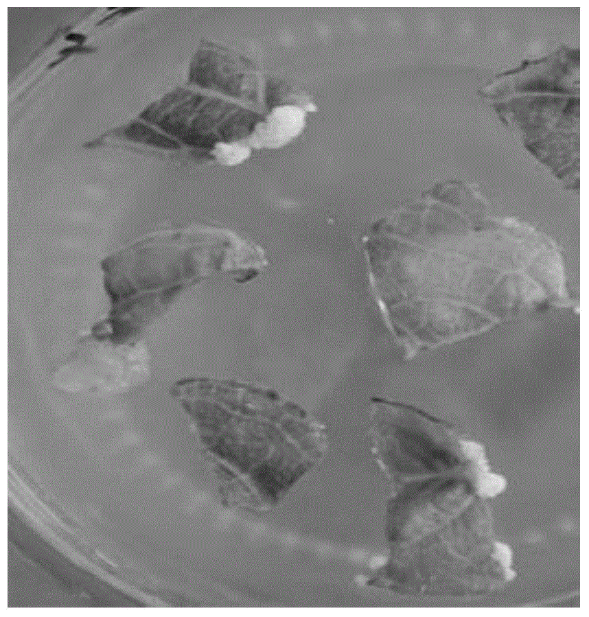 Establishing method for in-vitro regeneration system of Kiwi berry