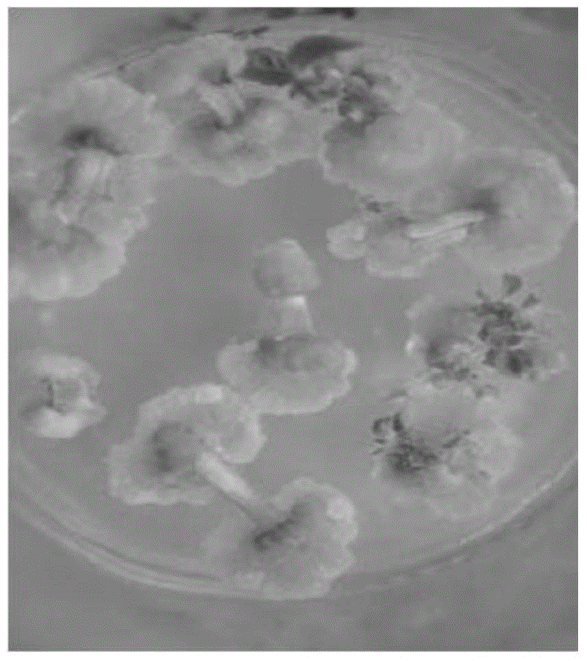 Establishing method for in-vitro regeneration system of Kiwi berry