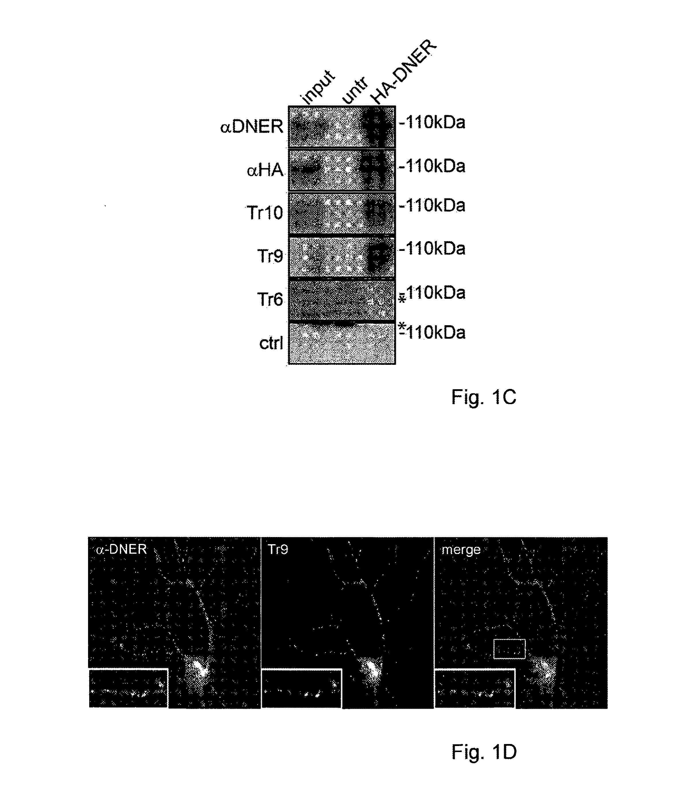 Assay for Anti-tr antibodies