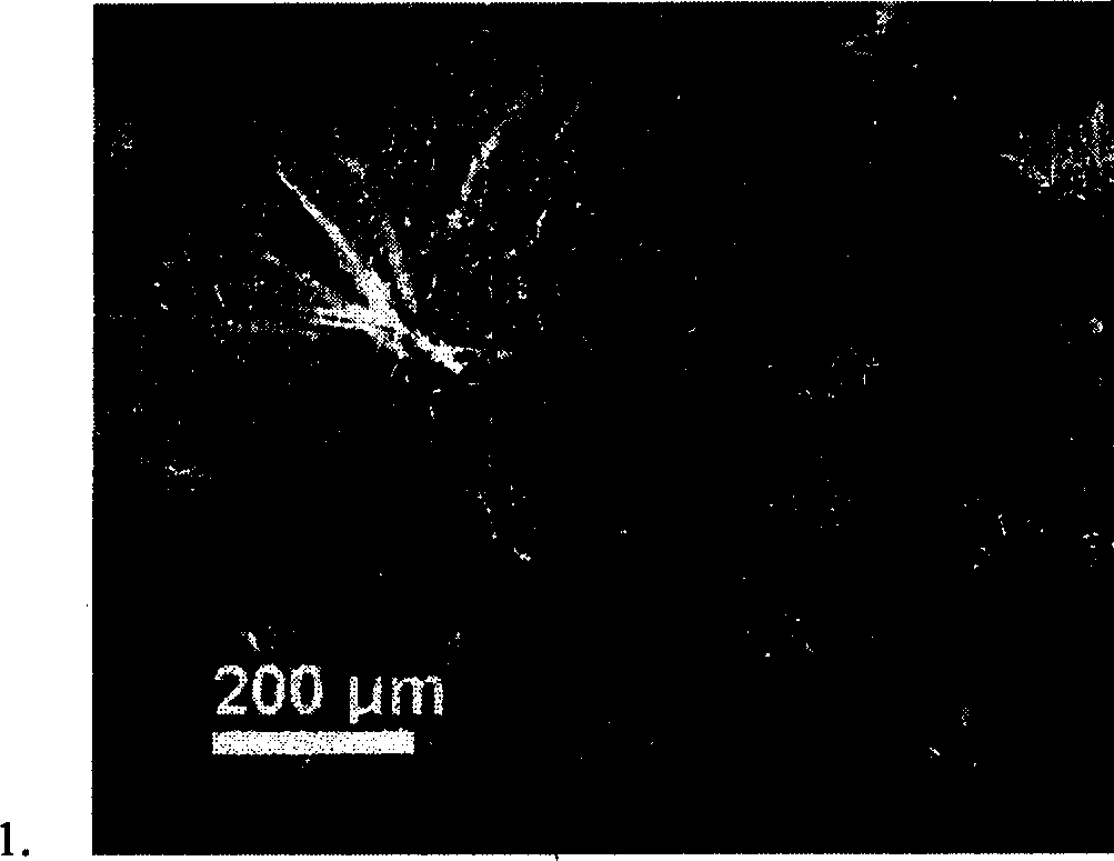 Method for directional growth of zinc oxide nano-belt