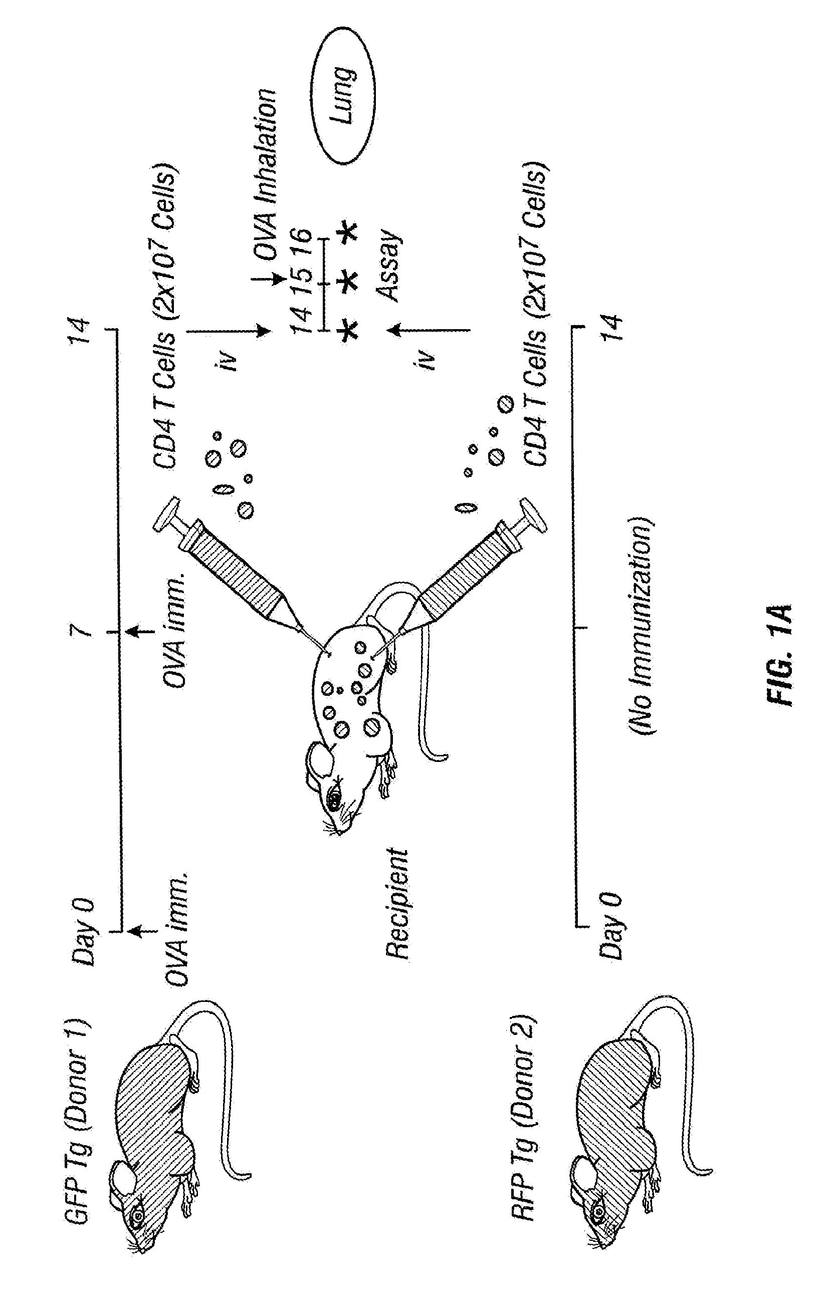 Imageable rodent model of asthma