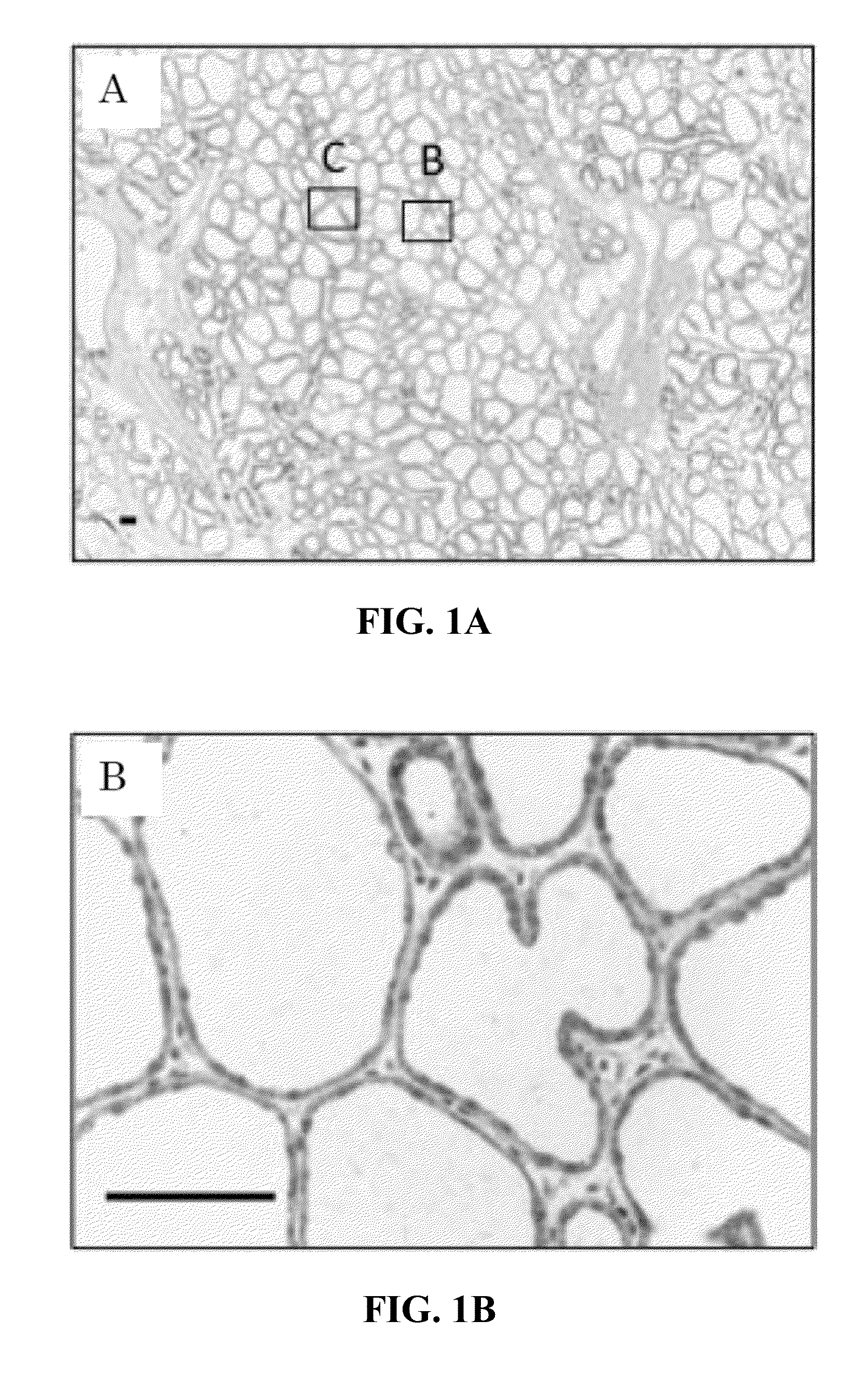 Method of examining mammary gland disease