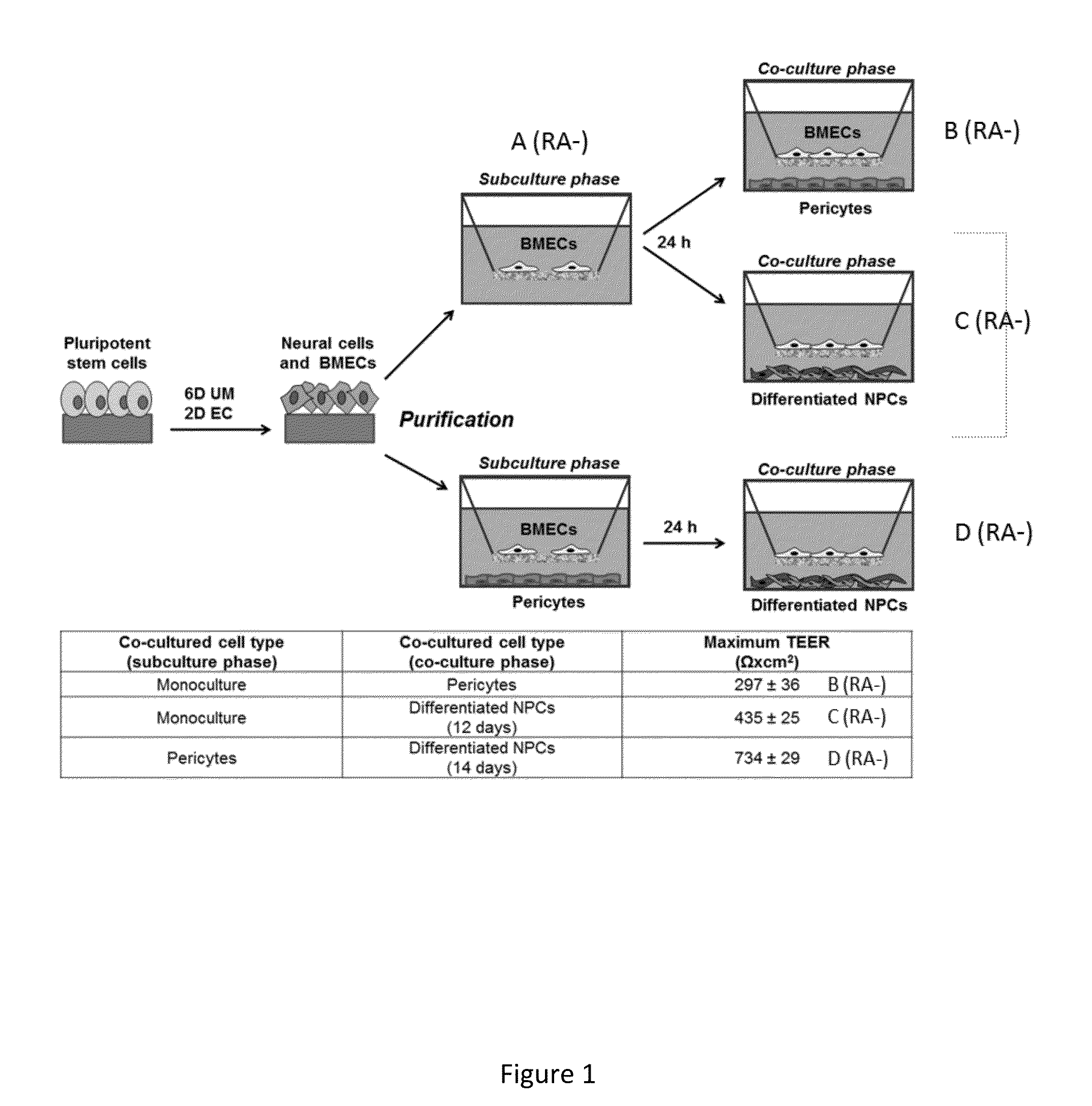 Retinoic Acid Enhanced Human Stem Cell Derived Blood Brain Barrier Model