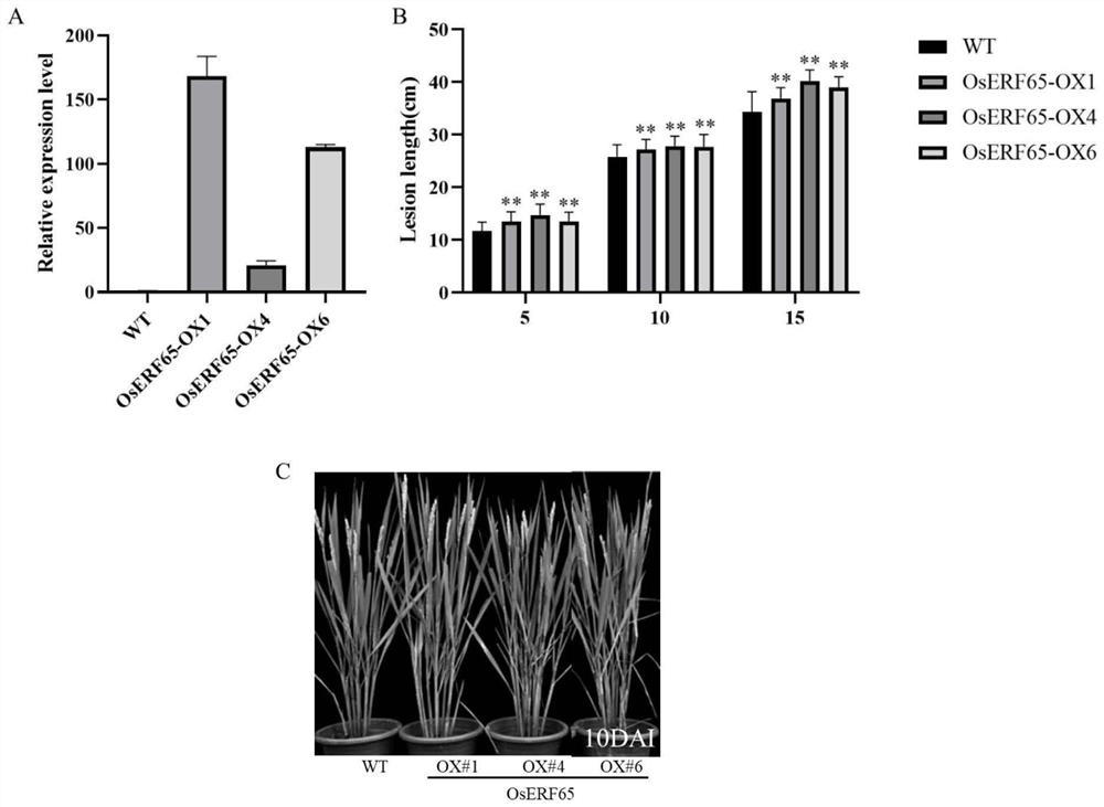 Application of gene OsERF65 related to plant disease resistance