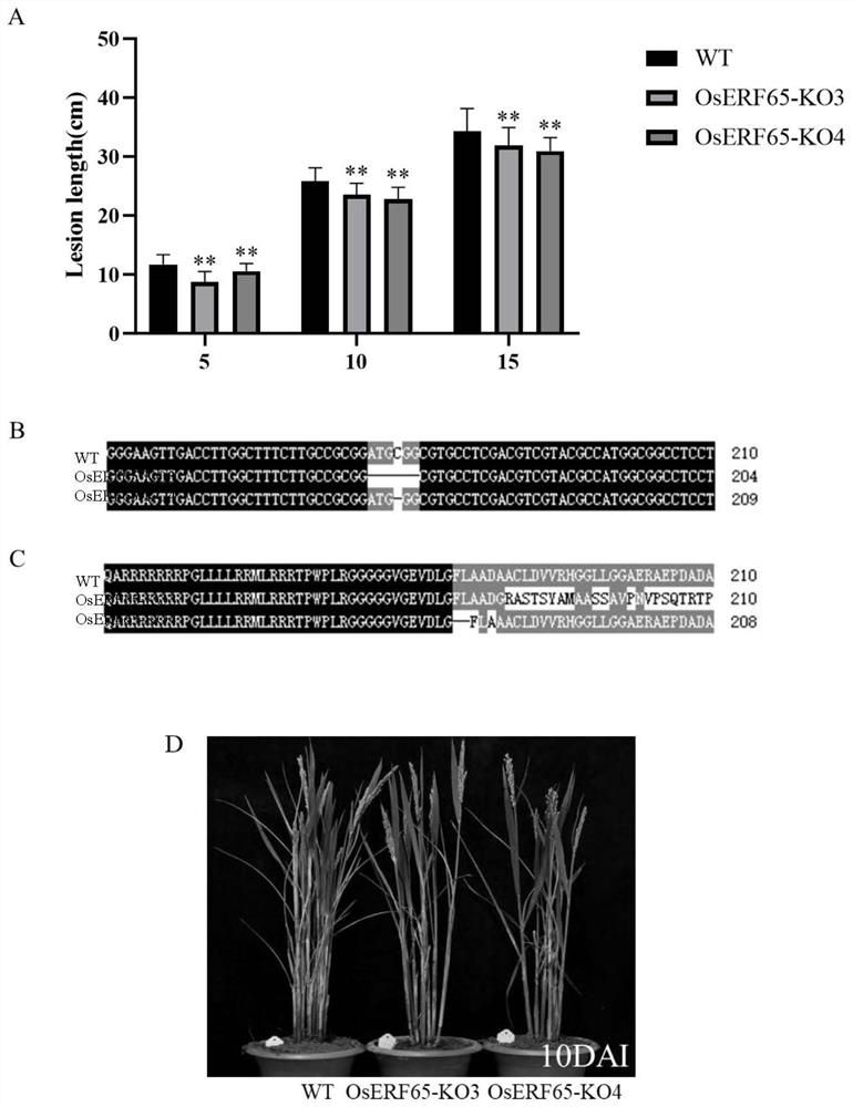 Application of gene OsERF65 related to plant disease resistance