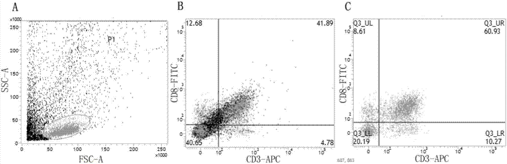 Method for separating and purifying CD8+T cells from liver cancer tissue