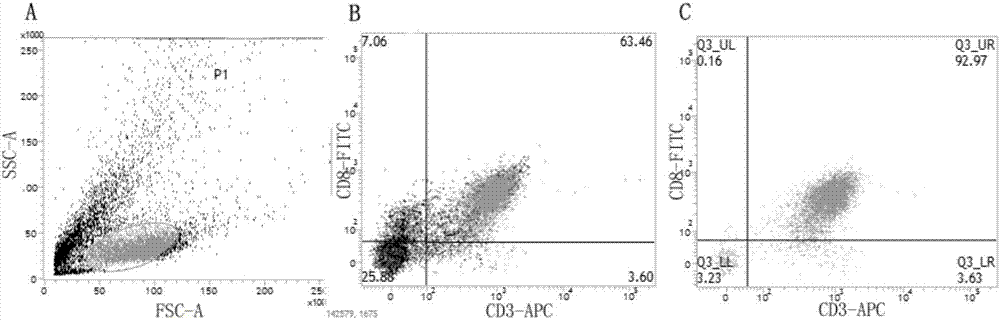 Method for separating and purifying CD8+T cells from liver cancer tissue