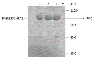 Fusion protein SUMO1-PLA2, and preparation method and medical use thereof