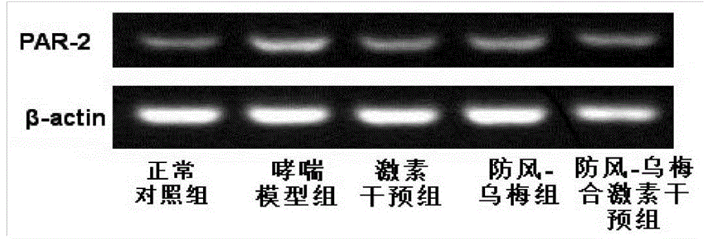 A ledebouriella root/smoked plum composition for treating asthma and applications of the composition