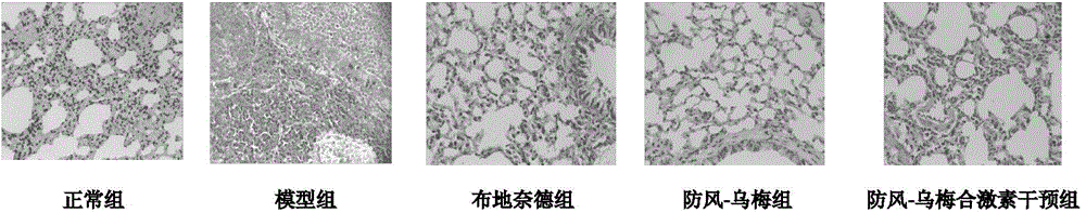 A ledebouriella root/smoked plum composition for treating asthma and applications of the composition