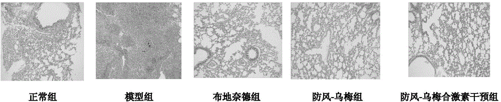 A ledebouriella root/smoked plum composition for treating asthma and applications of the composition