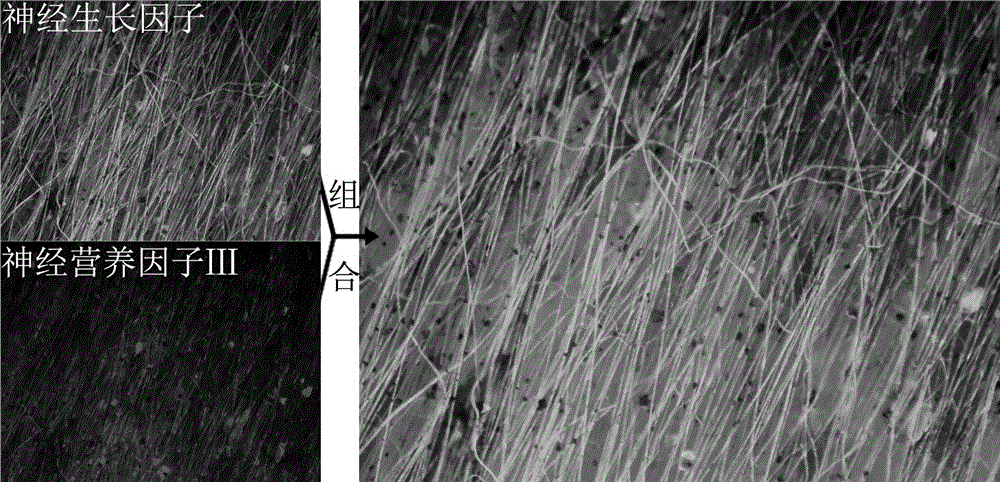 Double-nerve-factor connected polypyrrole-polylactic acid parallel conductive porous composite filament membrane and preparing thereof