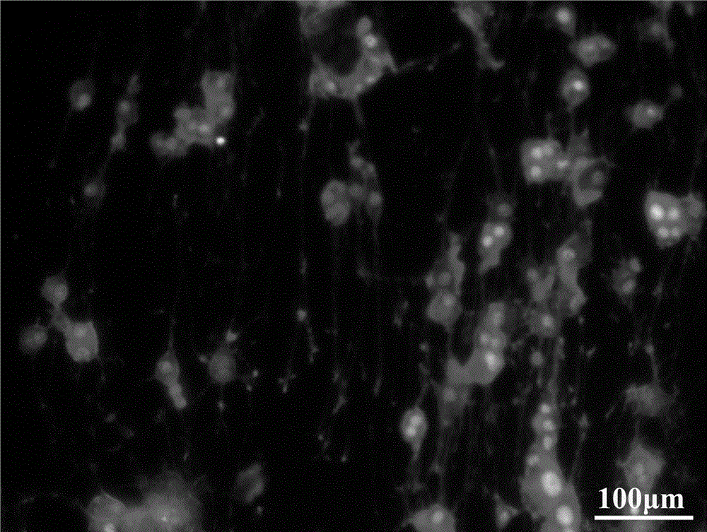 Double-nerve-factor connected polypyrrole-polylactic acid parallel conductive porous composite filament membrane and preparing thereof