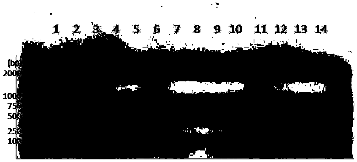 Molecular marker primer composition for identifying freestone trait of prunus persica fruits and application of molecular marker primer composition