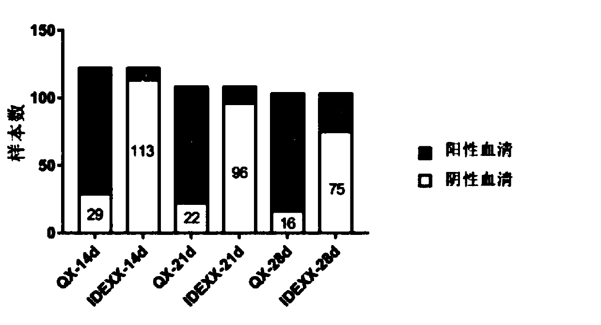 Application of QX type IBV cellular adapted strain MJ to preparation of totivirus antigen ELISA inspection kit and kit