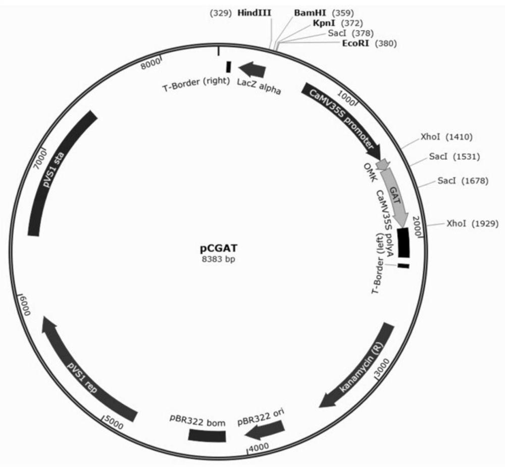 Expression vector of glyphosate resistance genes GR79 and GAT and application