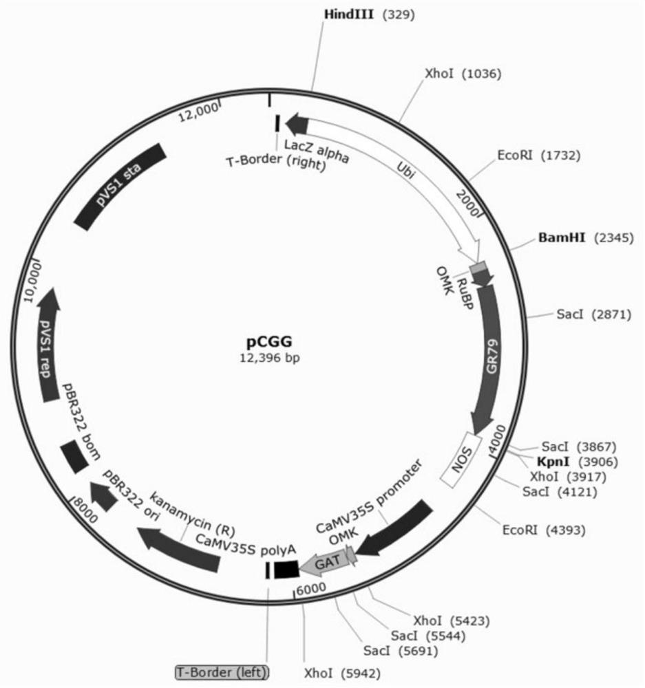 Expression vector of glyphosate resistance genes GR79 and GAT and application