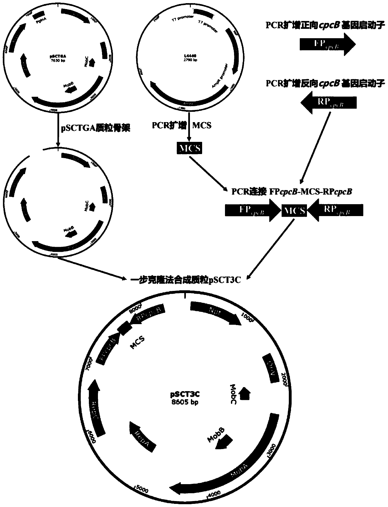 Stentor coeruleus RNA interference expression vector as well as construction method and application thereof