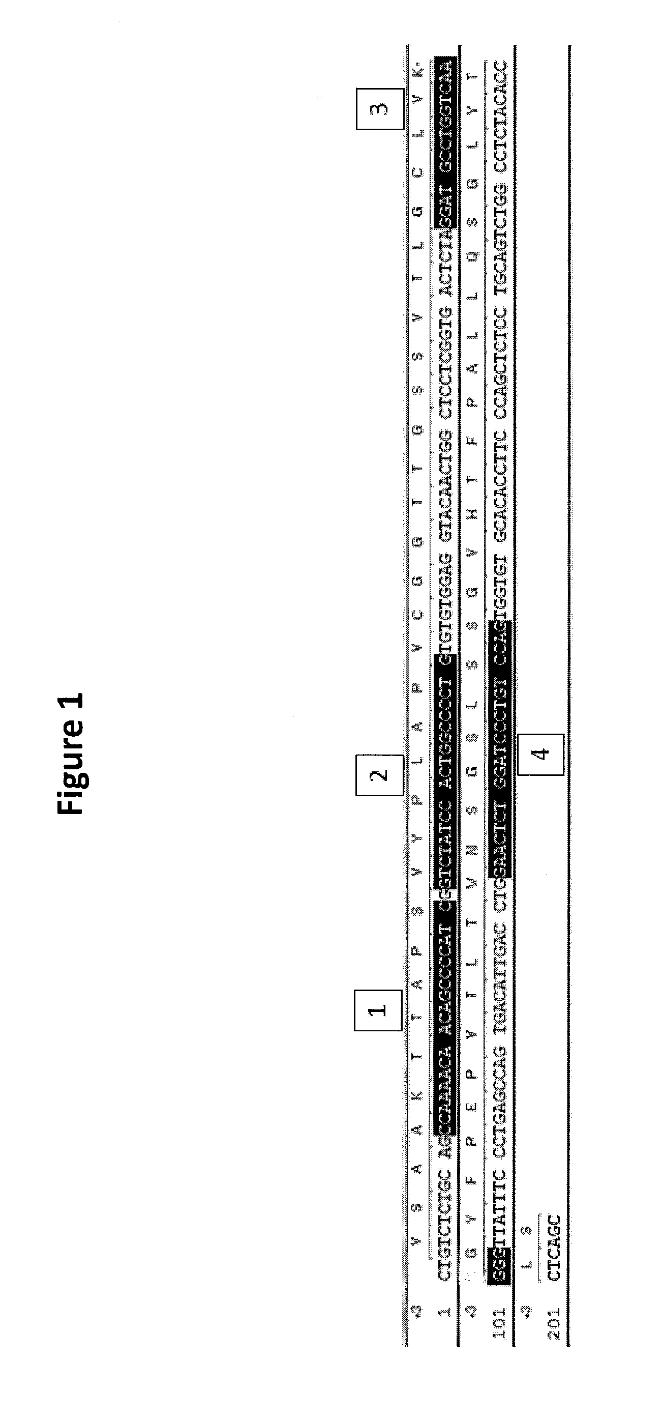 Generation of binding molecules