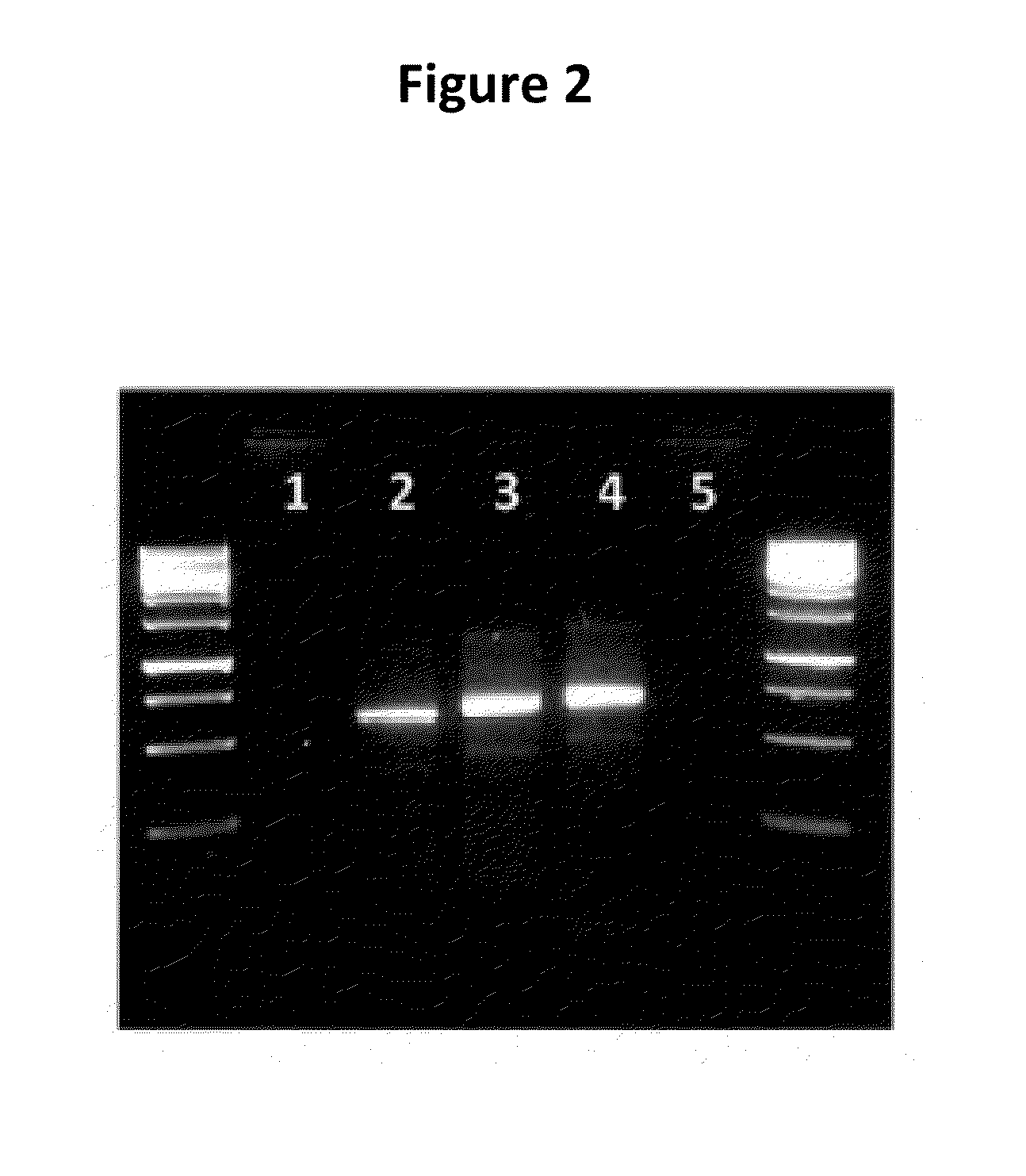 Generation of binding molecules