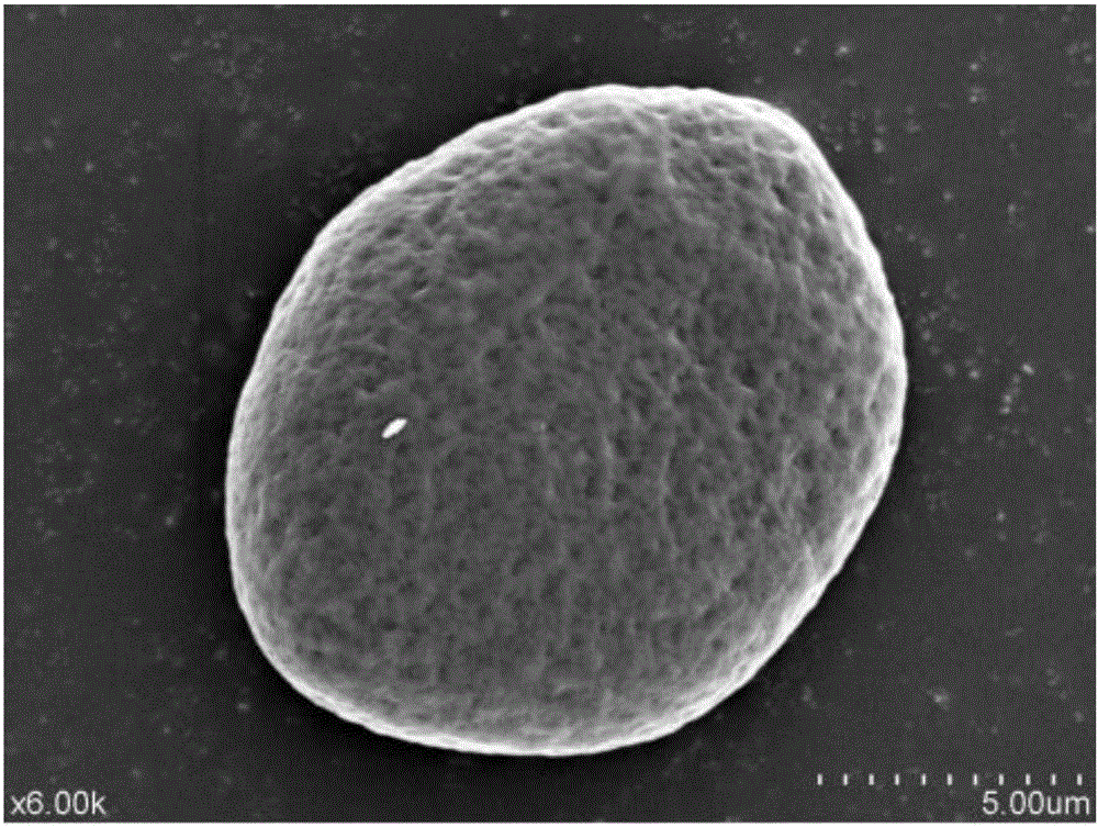 Method for preparing double-wall-layer fresh ginger volatile oil microcapsules