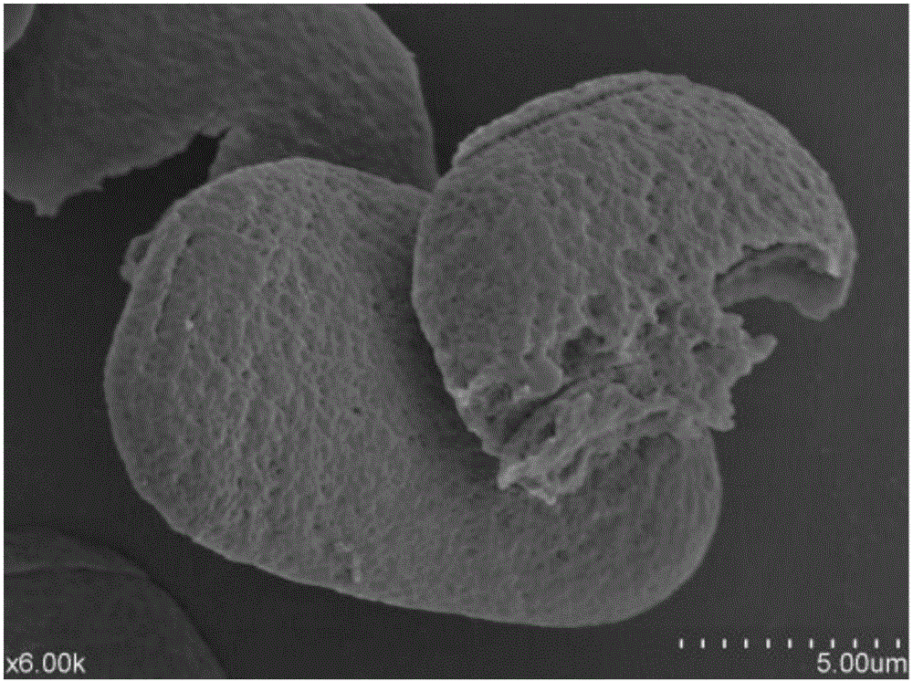 Method for preparing double-wall-layer fresh ginger volatile oil microcapsules