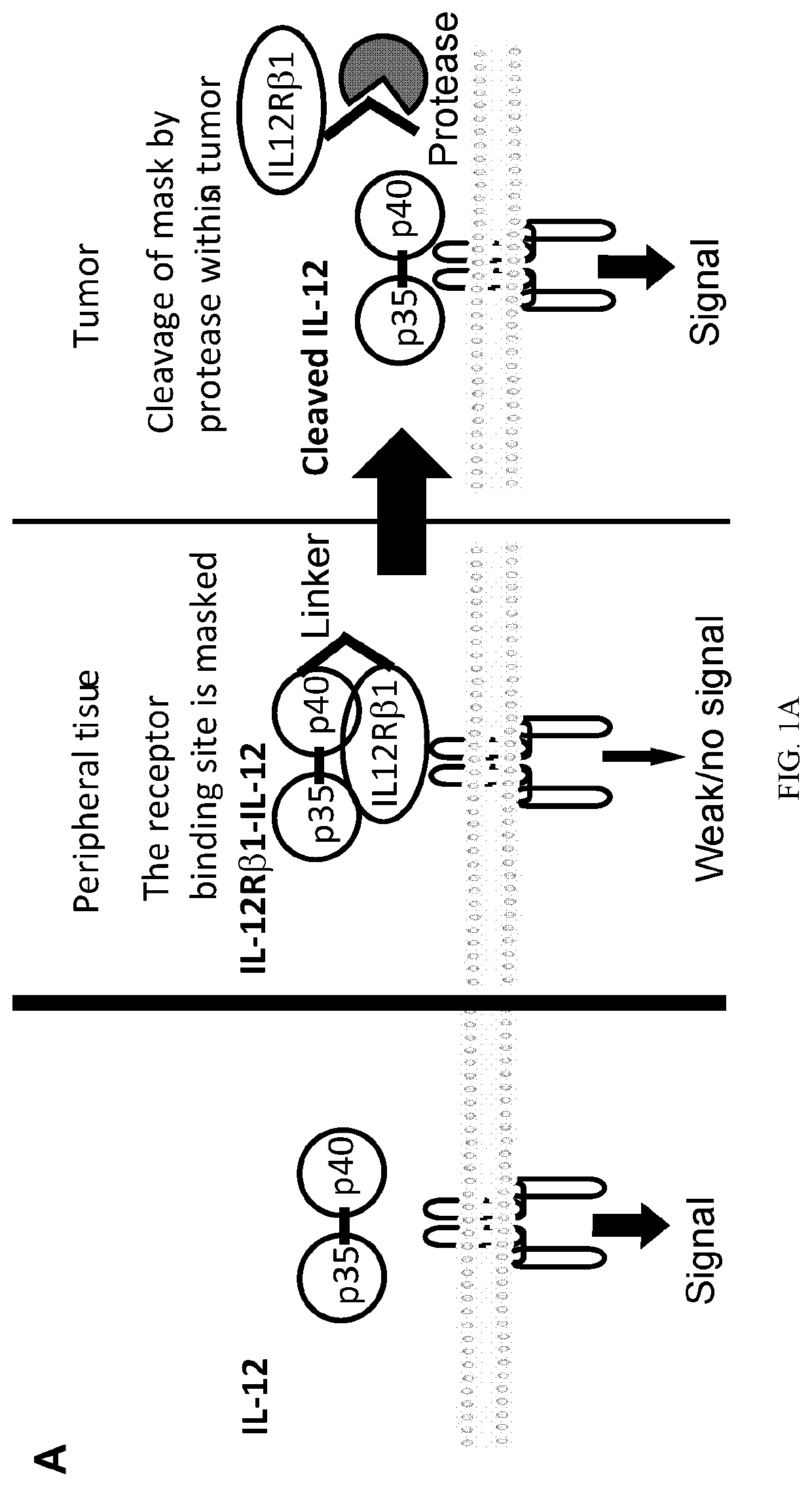 Compositions and methods comprising protease-activated therapeutic agents