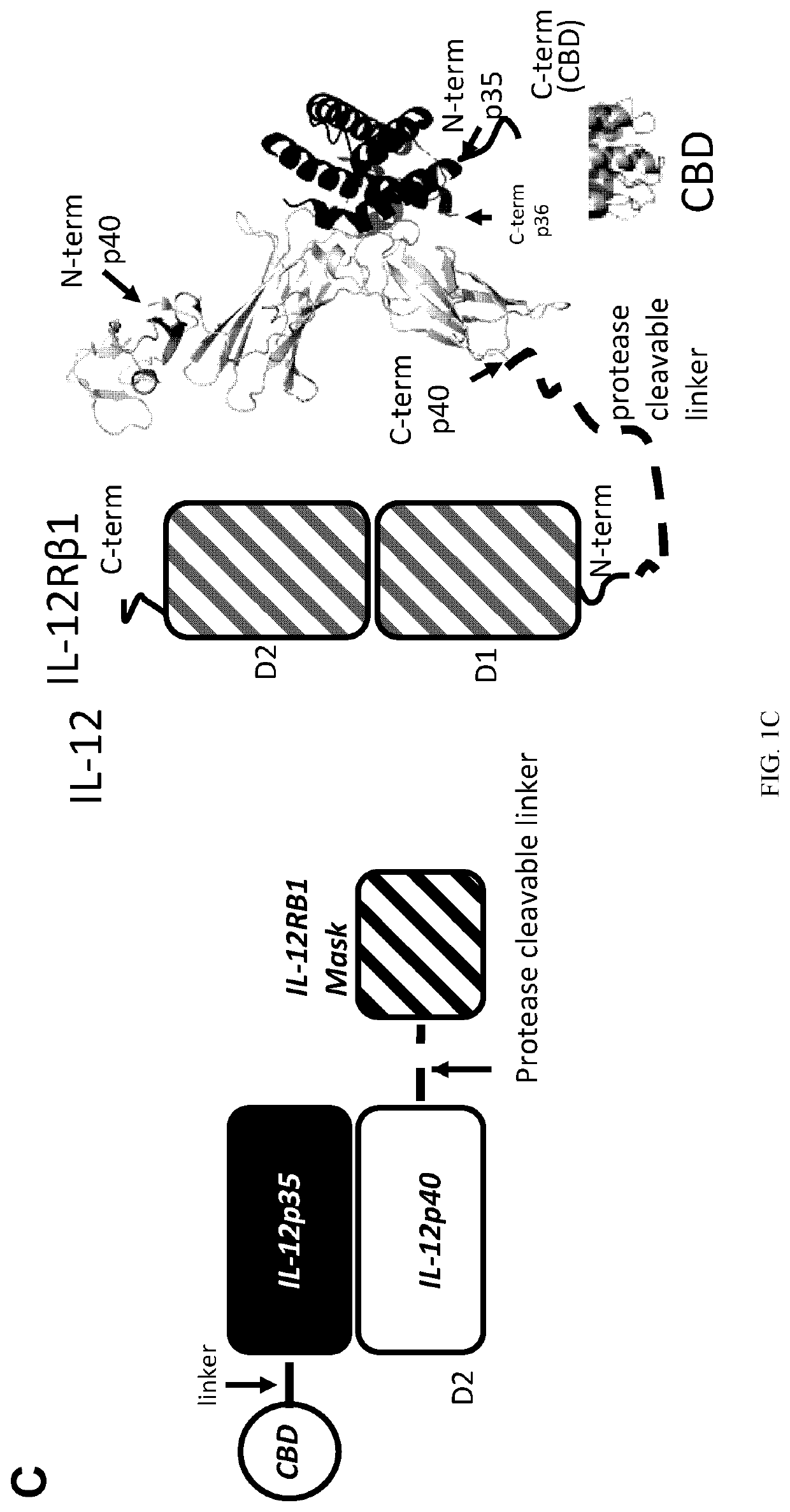 Compositions and methods comprising protease-activated therapeutic agents