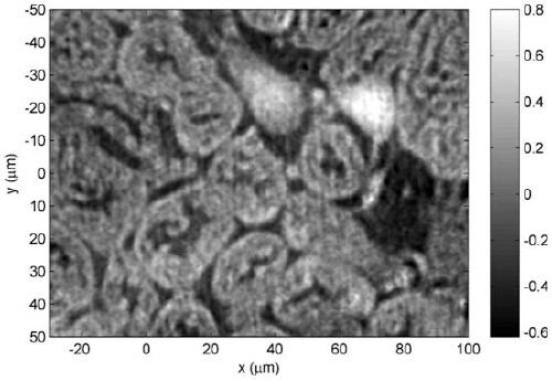 A phase microscopy imaging device and method based on structured light illumination