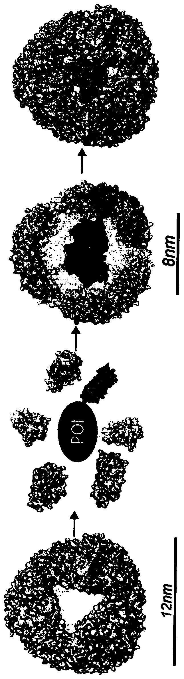 Compositions and methods for protein expression and delivery