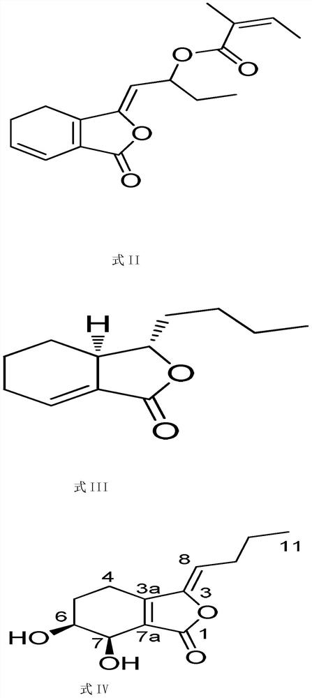 Application of phthalide compounds in the preparation of anti-drug-resistant bacteria drugs