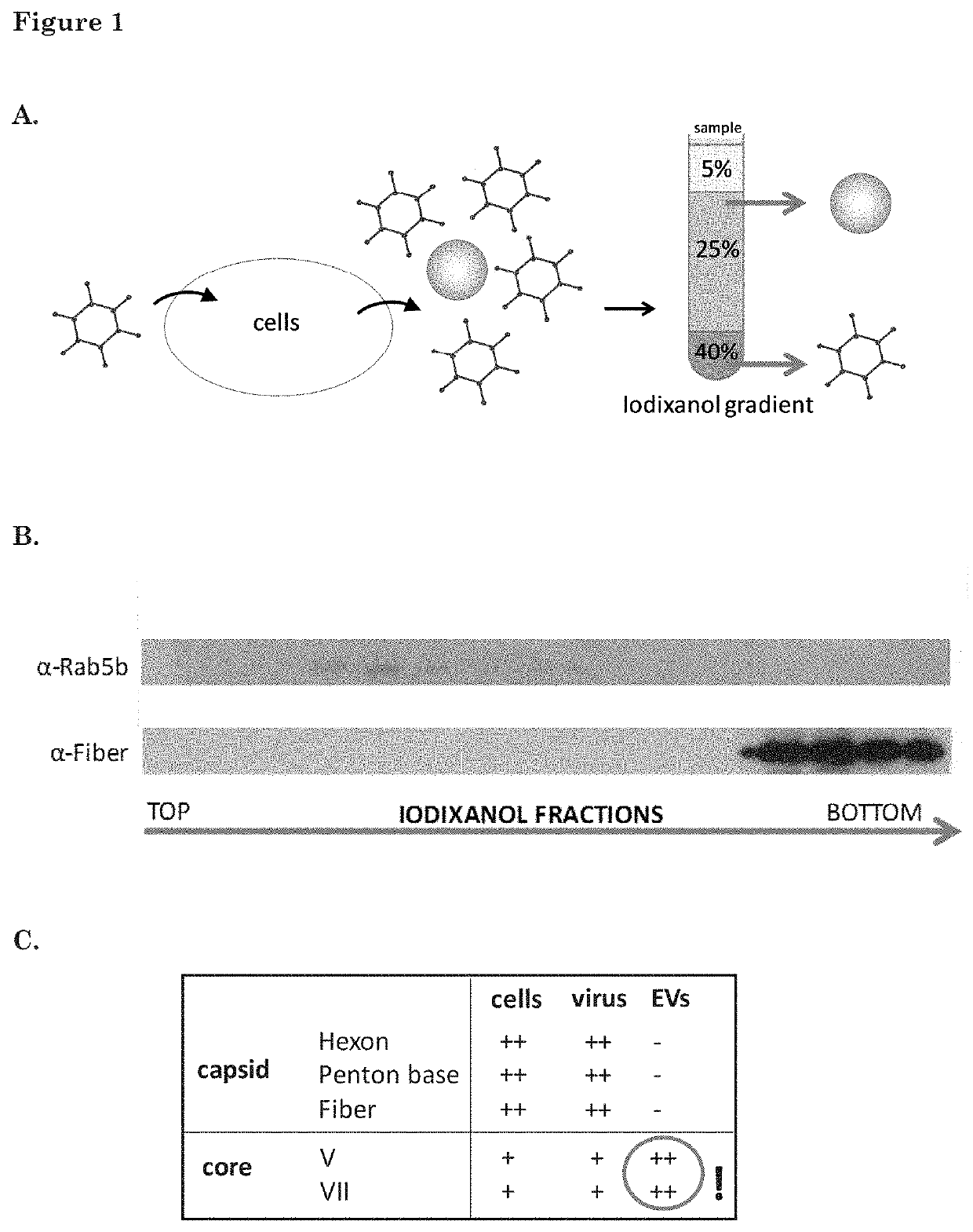 Adenosomes