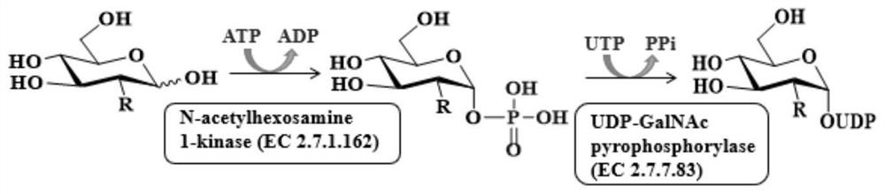 Double-enzyme co-immobilization synthesis method of uridine diphosphate-N-acetylglucosamine and derivatives thereof