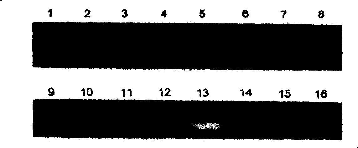 Tumour antigen protein and tumour antigen peptide