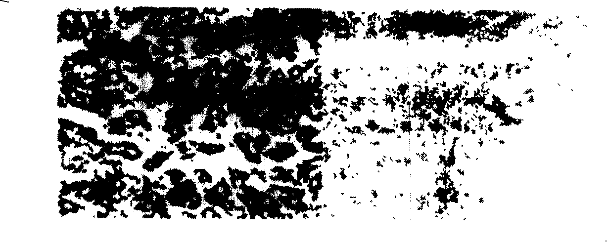 Tumour antigen protein and tumour antigen peptide