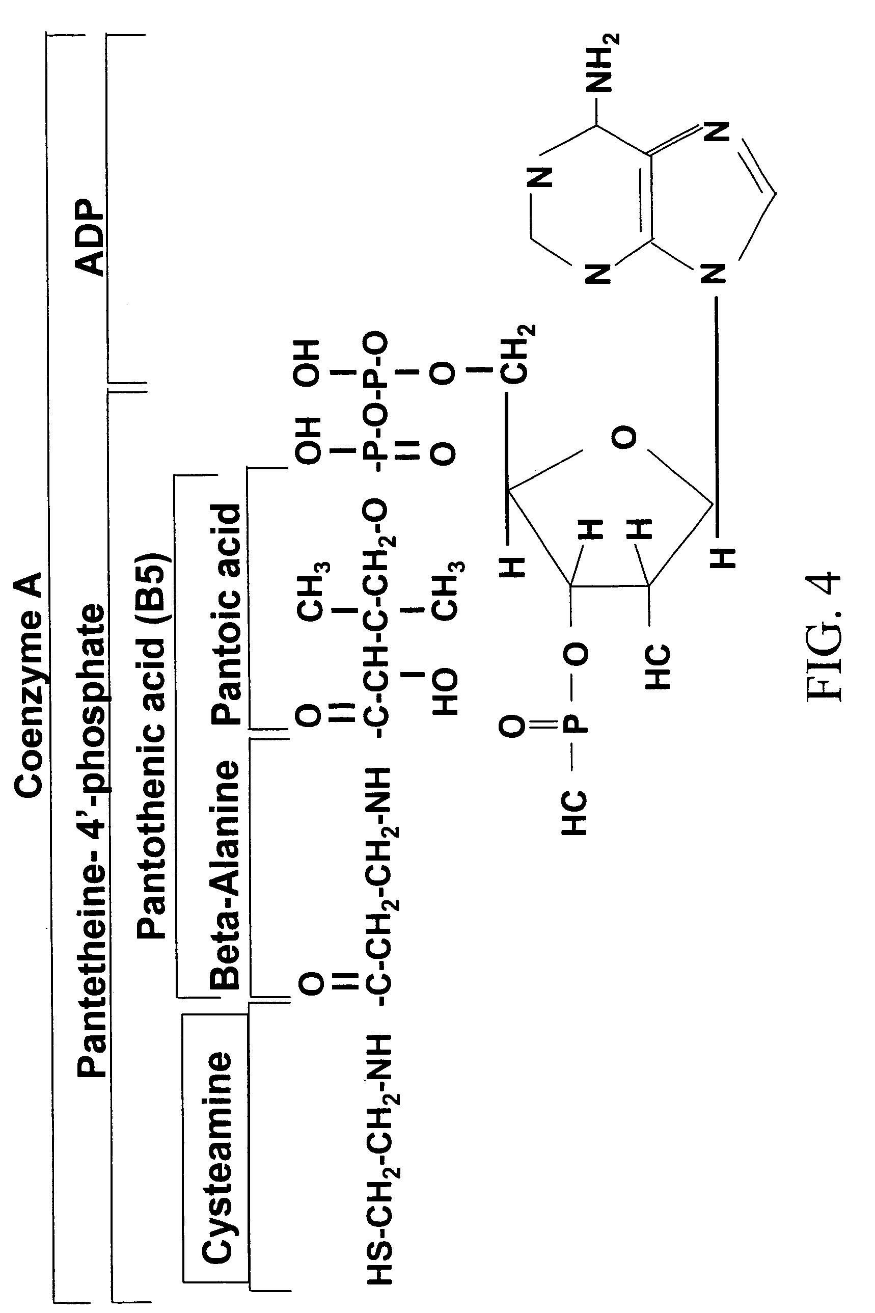 Materials and methods for improving alcohol metabolism and alleviating the effects of hangovers