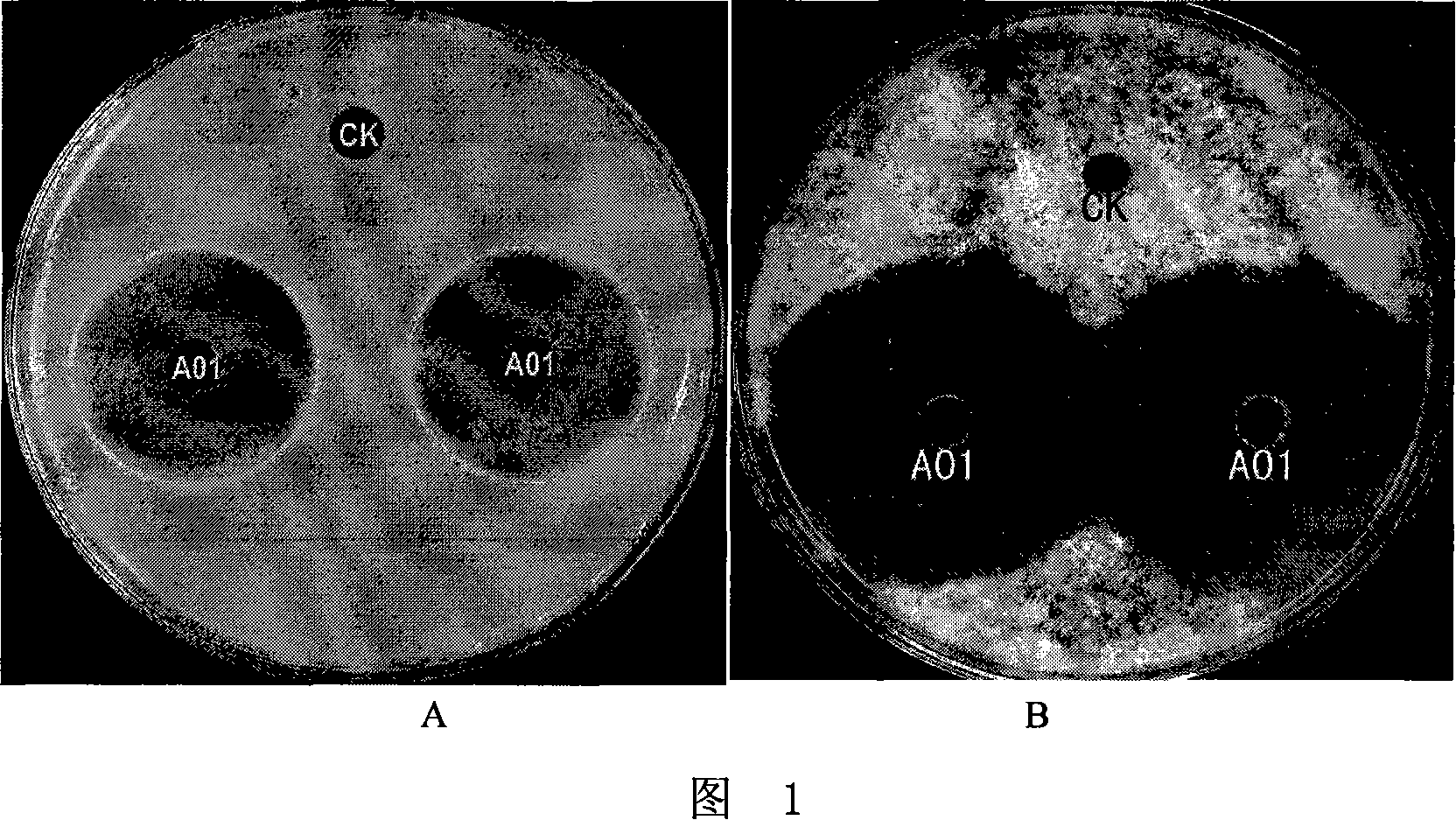 Streptomyces lydicus producing natamycin and uses thereof