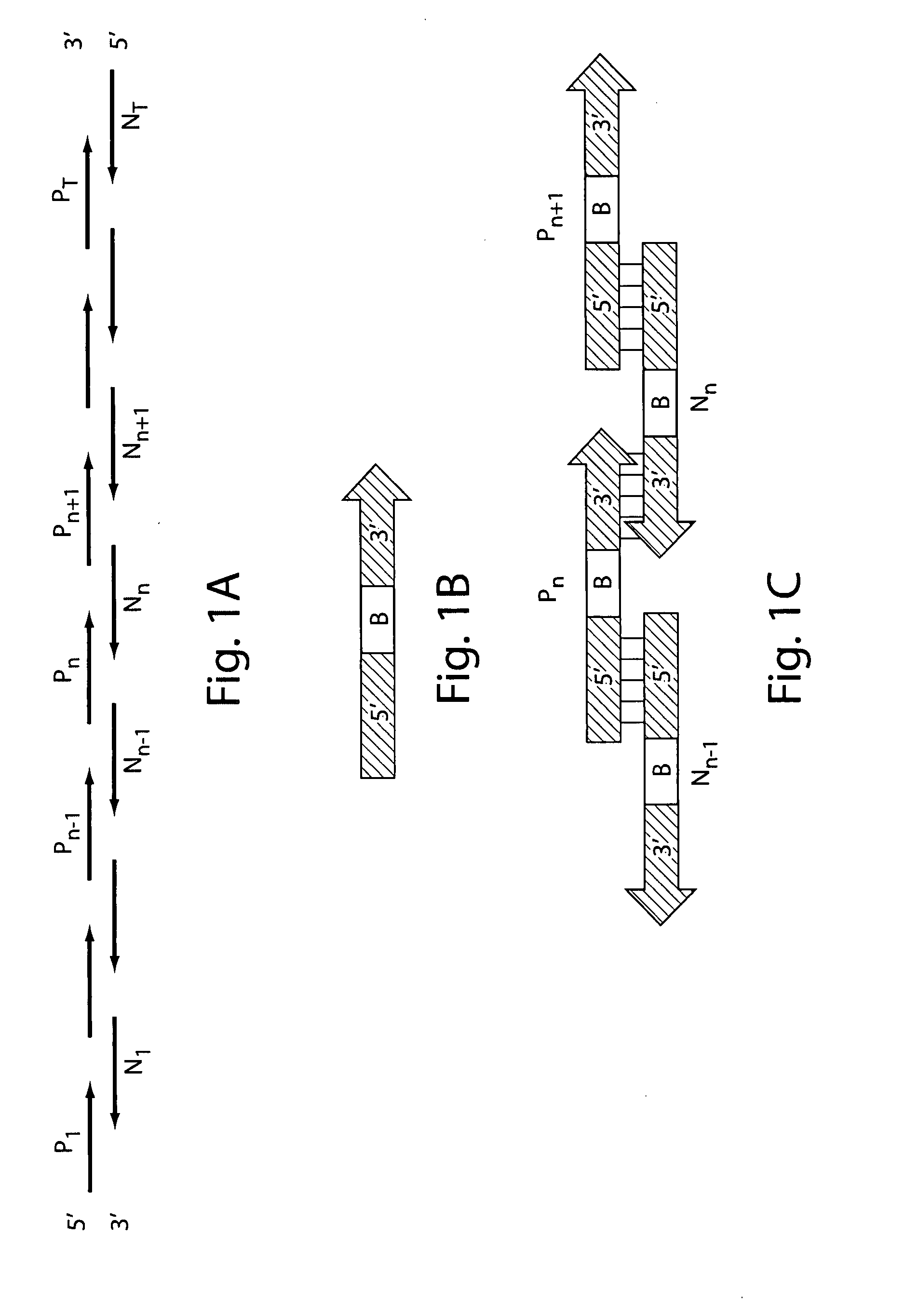 Nucleic acid library design and assembly