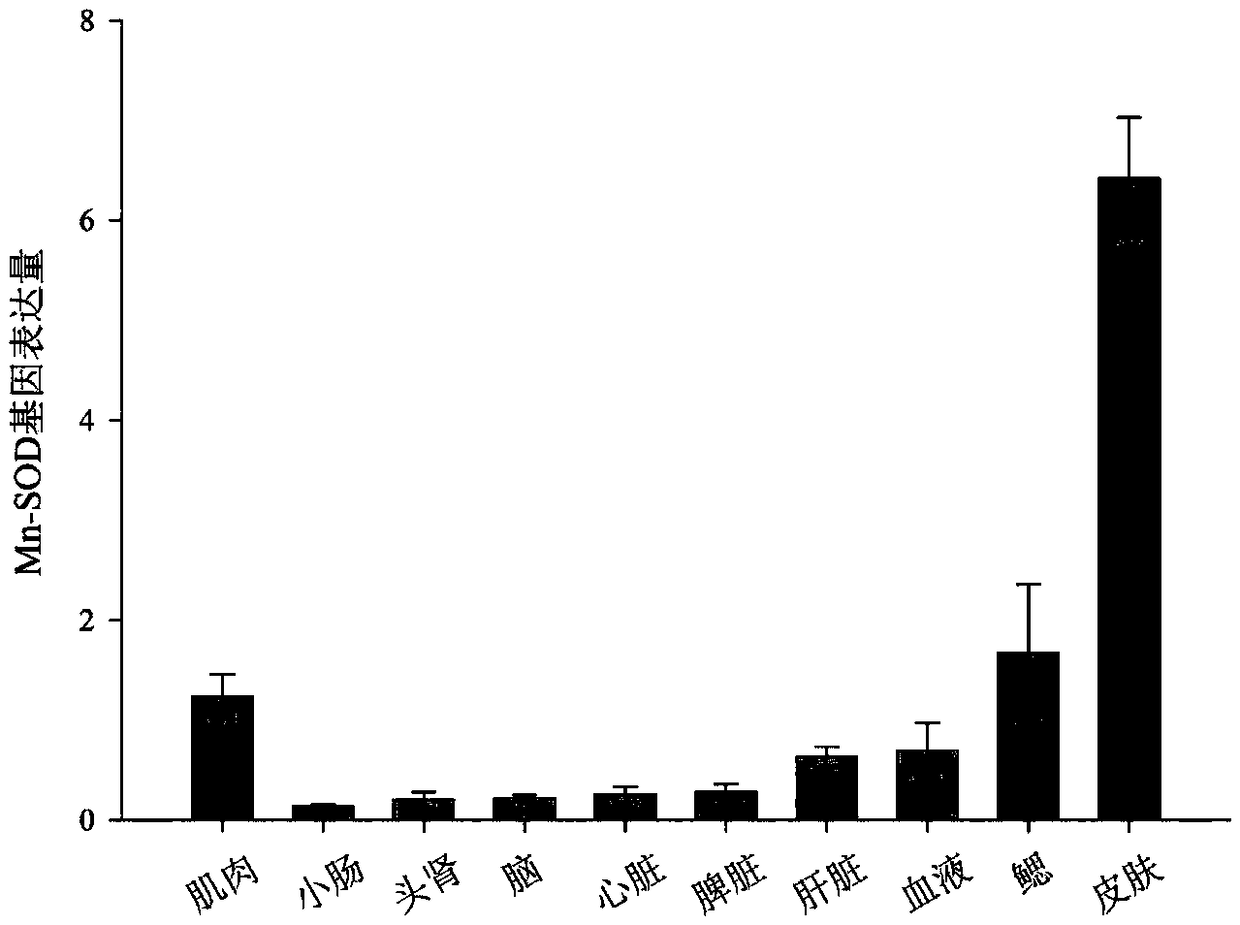 Primer for detecting bostrychus sinensis Mn-SOD gene and real-time fluorescent quantitative PCR method