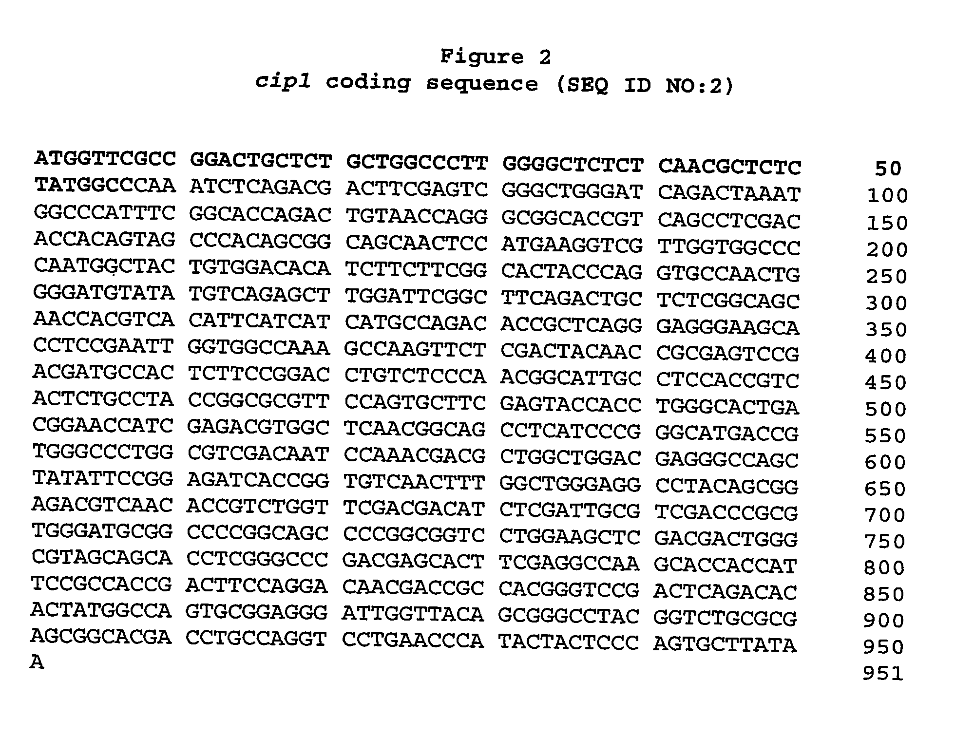 Isolated polypeptide having arabinofuranosidase activity